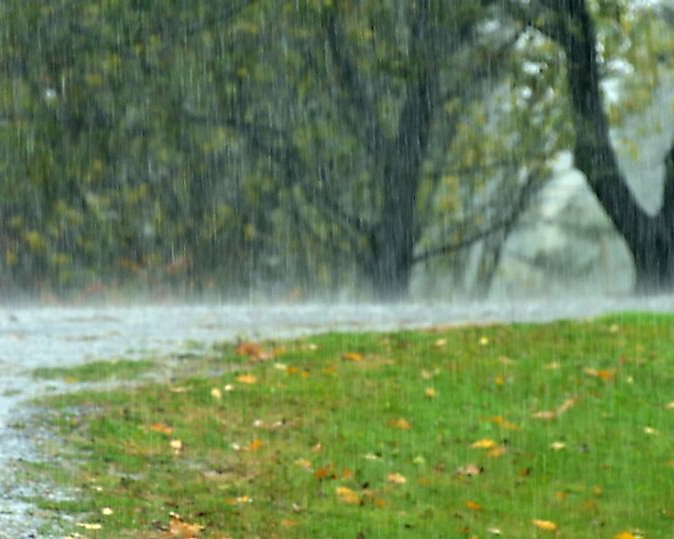 Will Too Much Rain Damage Trees?